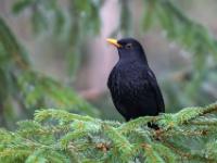 Amsel Männchen